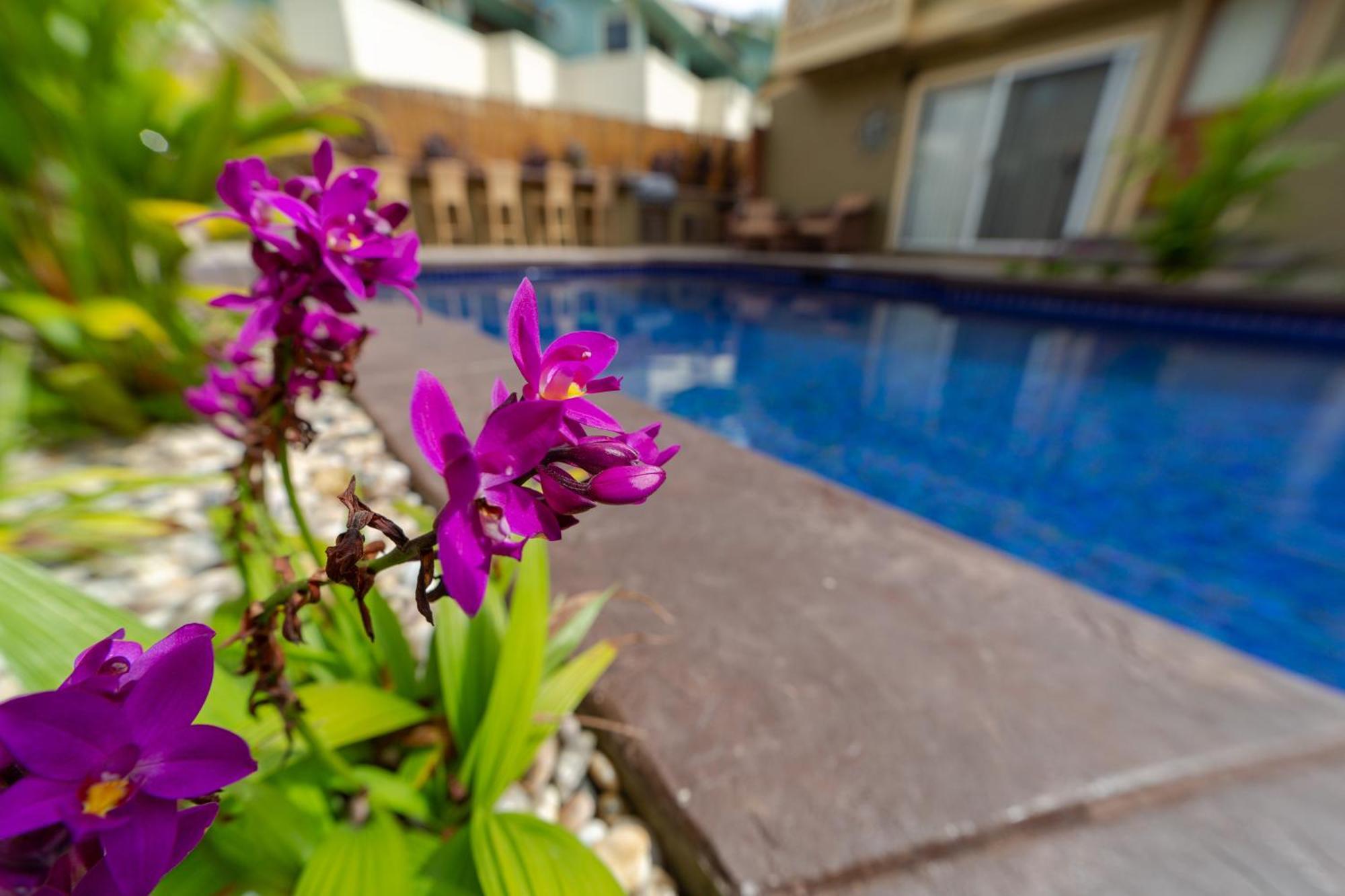 Plumeria Suite, 2-Bedrooms, Sleeps 6, Pool & Bbq, Pre-Renovation Summer Sale Kihei Zewnętrze zdjęcie